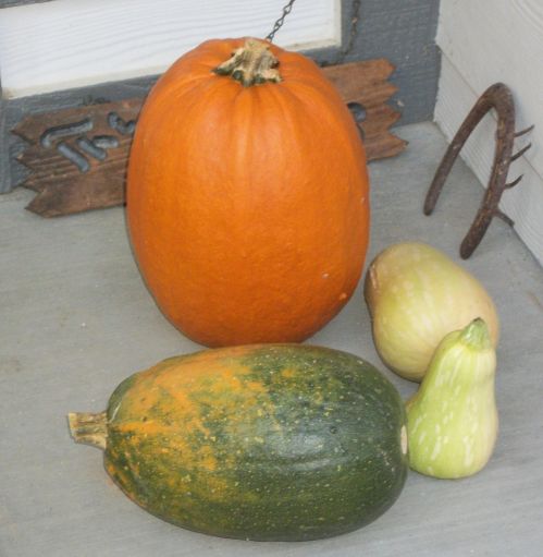 zooka pumpk.jpg